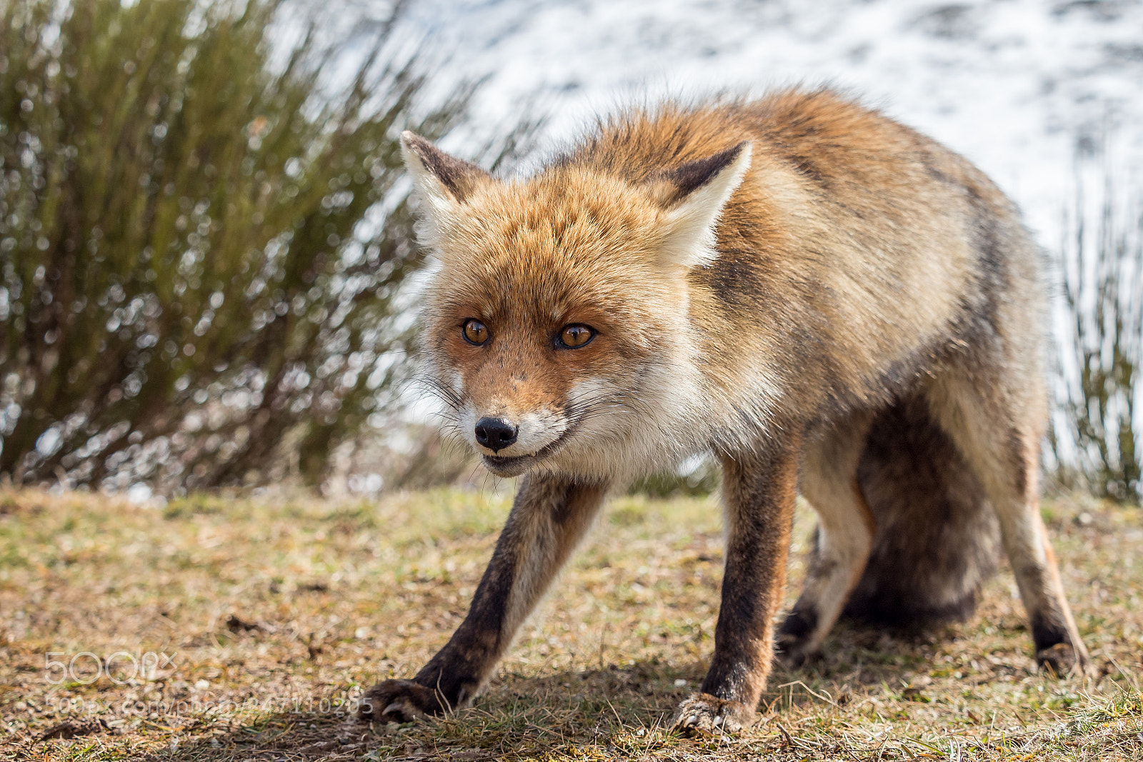 Olympus PEN E-PL7 sample photo. Red fox vulpes vulpes photography