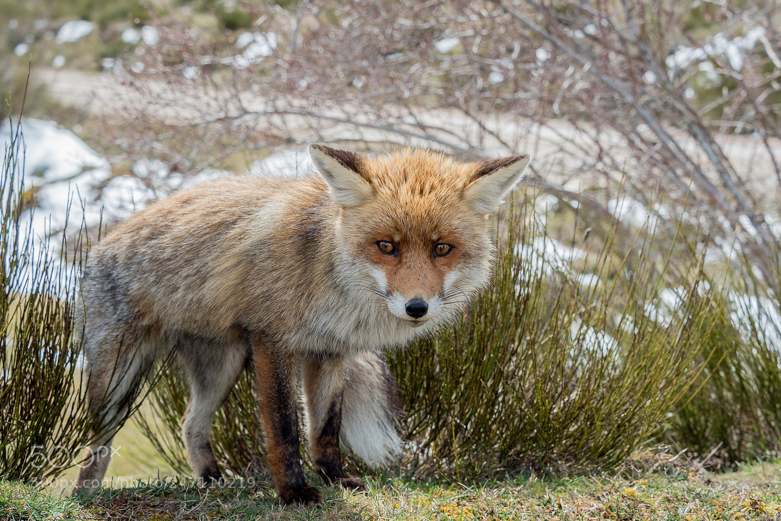 Olympus PEN E-PL7 sample photo. Cute and furry red photography