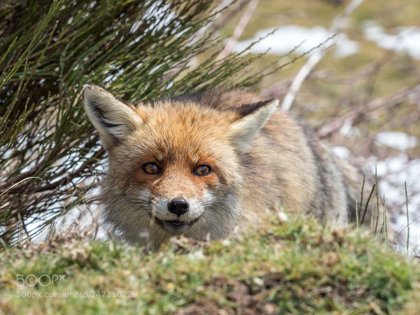 Olympus PEN E-PL7 sample photo. Red fox vulpes vulpes photography