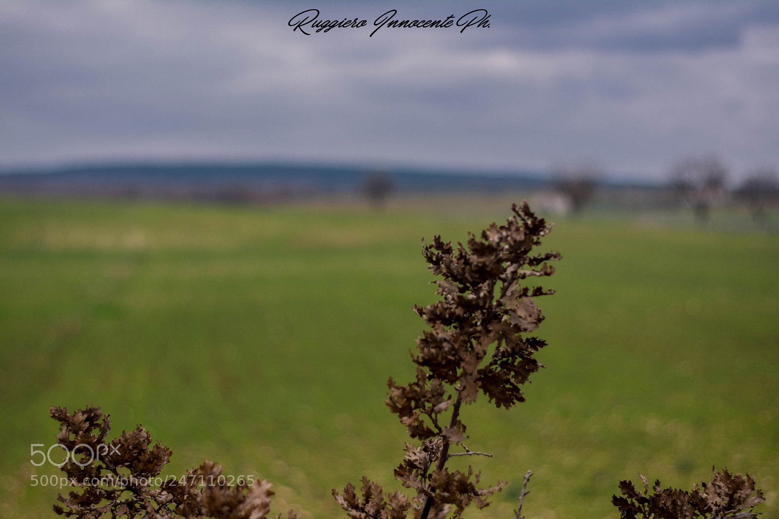 Nikon D7100 sample photo. Colori murgiani photography