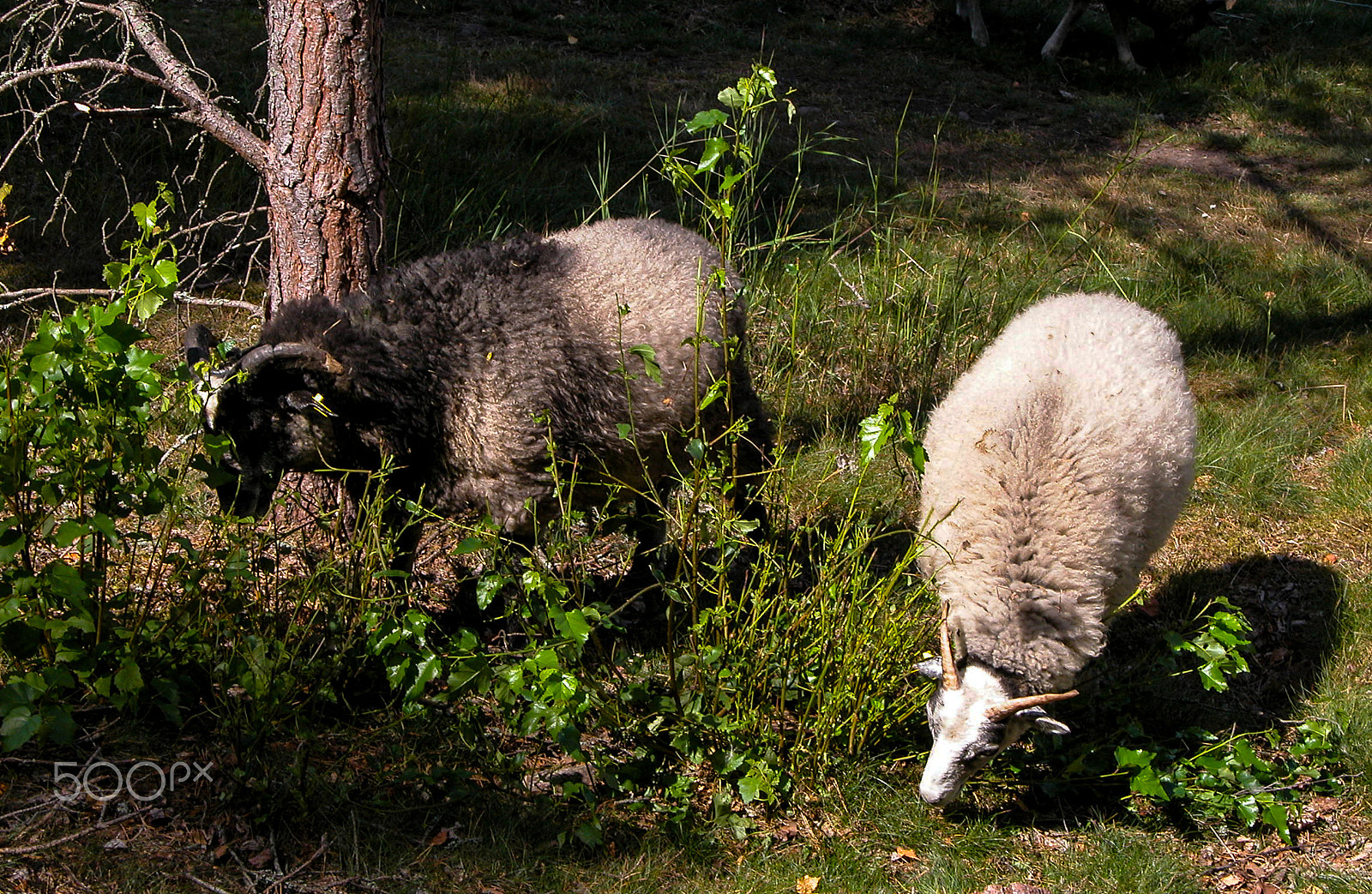 Nikon E5700 sample photo. Two sheep grazing grass. photography