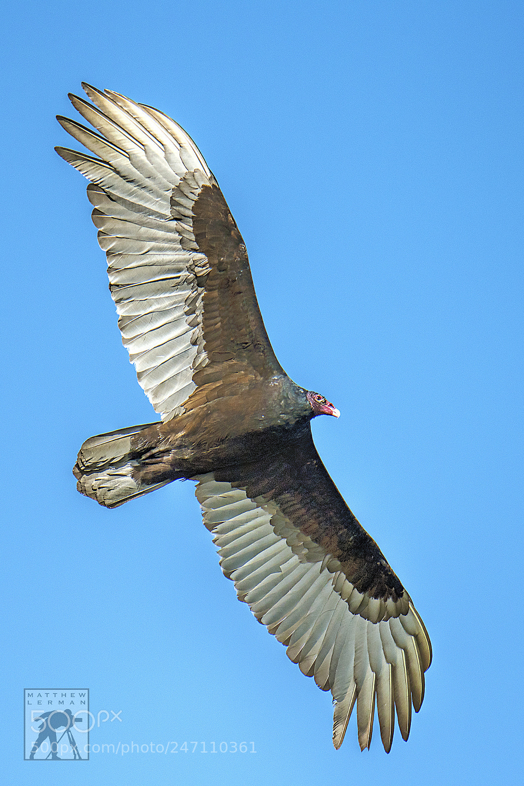 Nikon D810 sample photo. Vulture adventure photography
