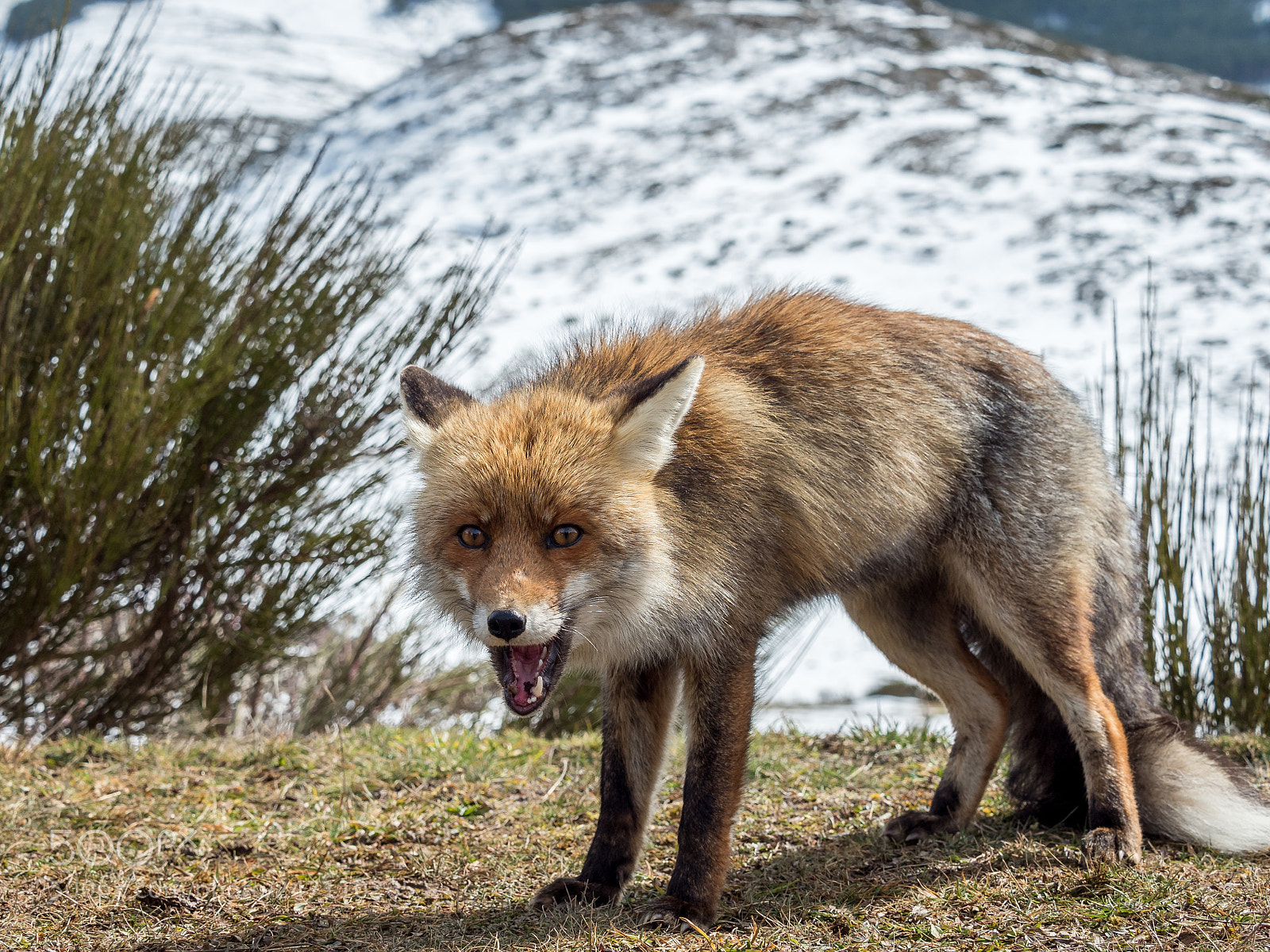 Olympus PEN E-PL7 sample photo. Happy red fox vulpes photography