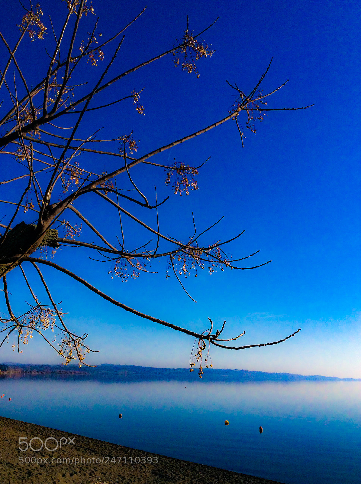 Apple iPad Air sample photo. The tree of gold photography