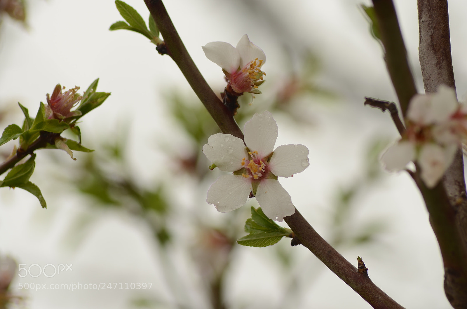 Nikon D5100 sample photo. Almond blossom photography