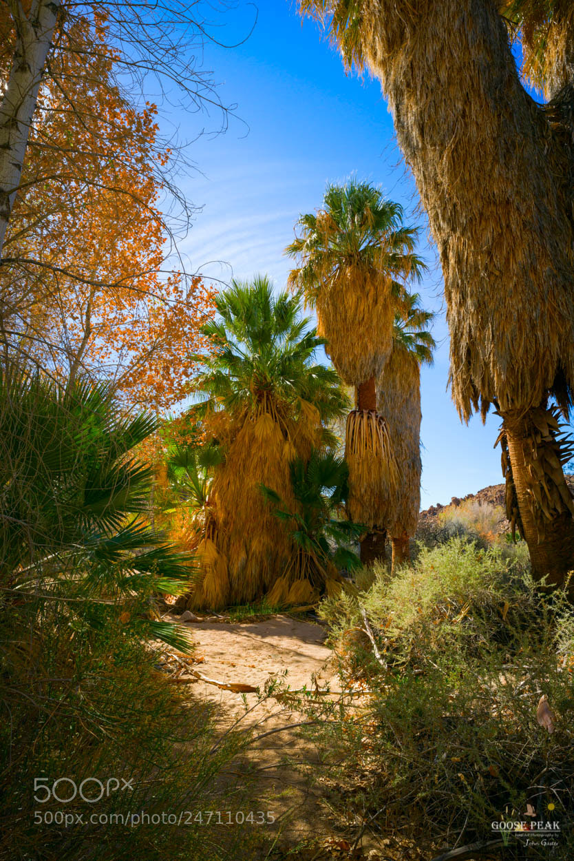 Sony a7R II sample photo. Palms against a blue photography