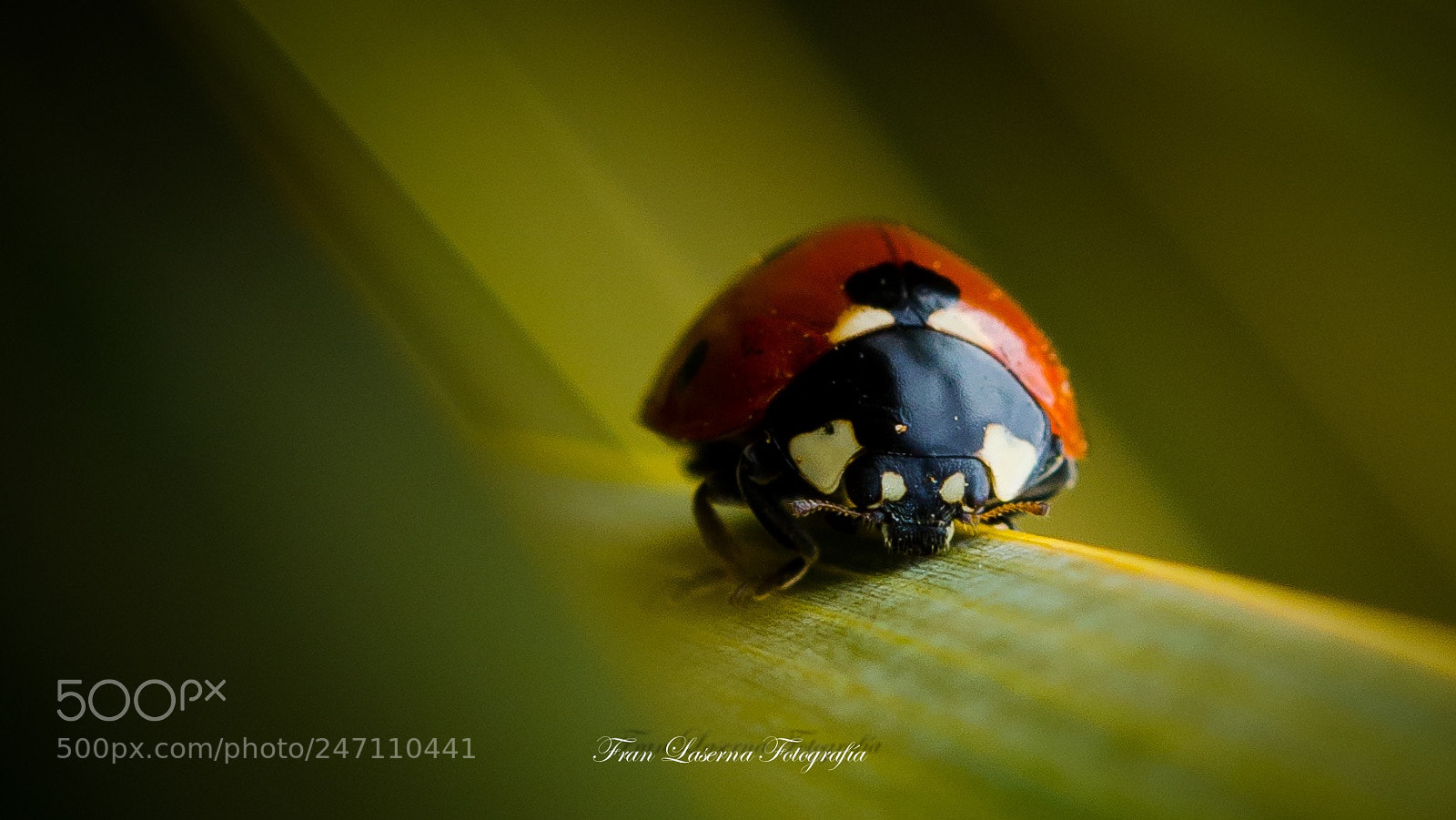 Nikon D5100 sample photo. Bug photography