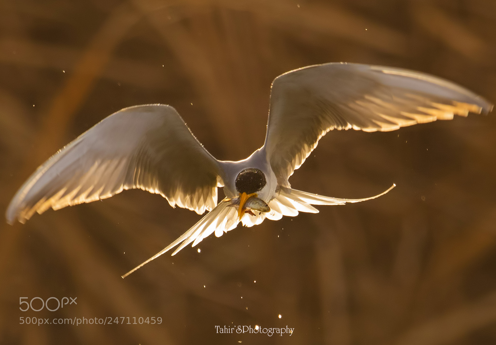 Nikon D500 sample photo. Hunting at sunrise photography