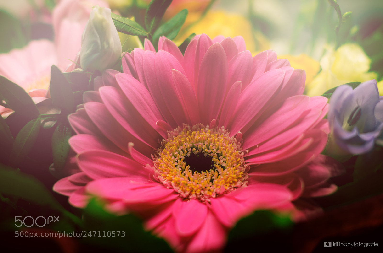 Pentax K-30 sample photo. Rosa blume photography