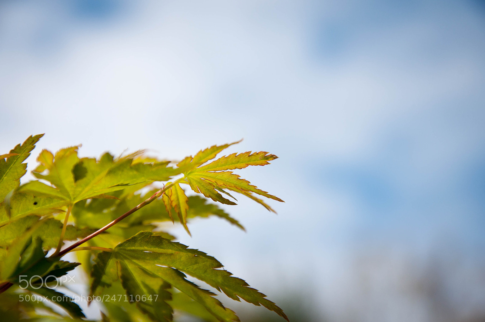 Nikon D90 sample photo. New forest #4 photography