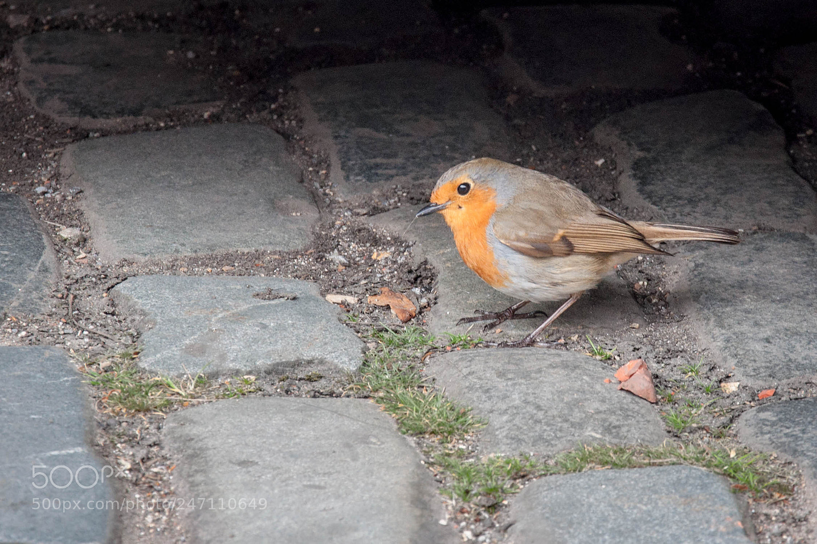 Nikon D90 sample photo. Robin (april 2017) photography