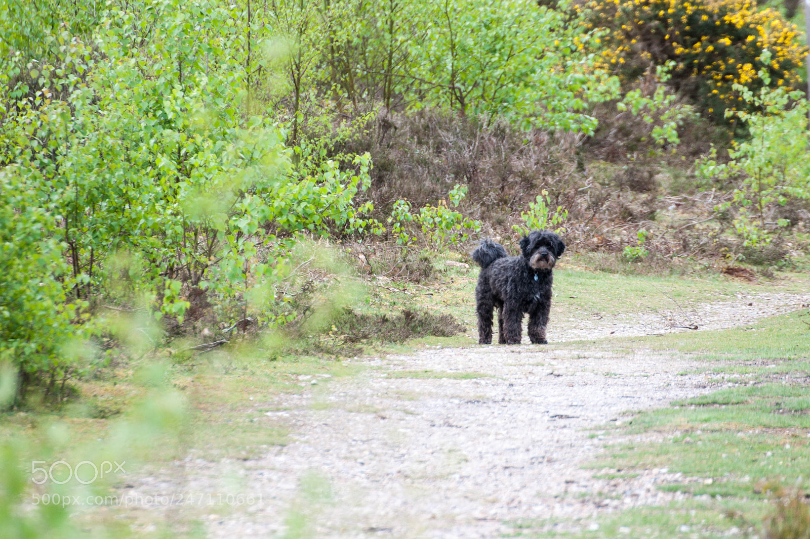 Nikon D90 sample photo. Snelsmore common photography