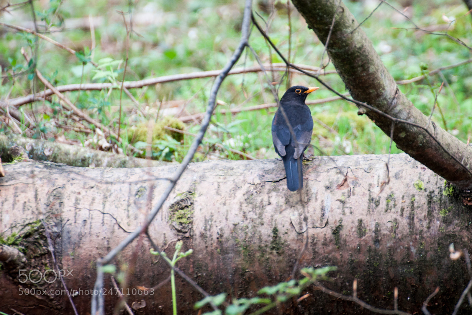 Nikon D90 sample photo. The chase (1, april 2017) photography