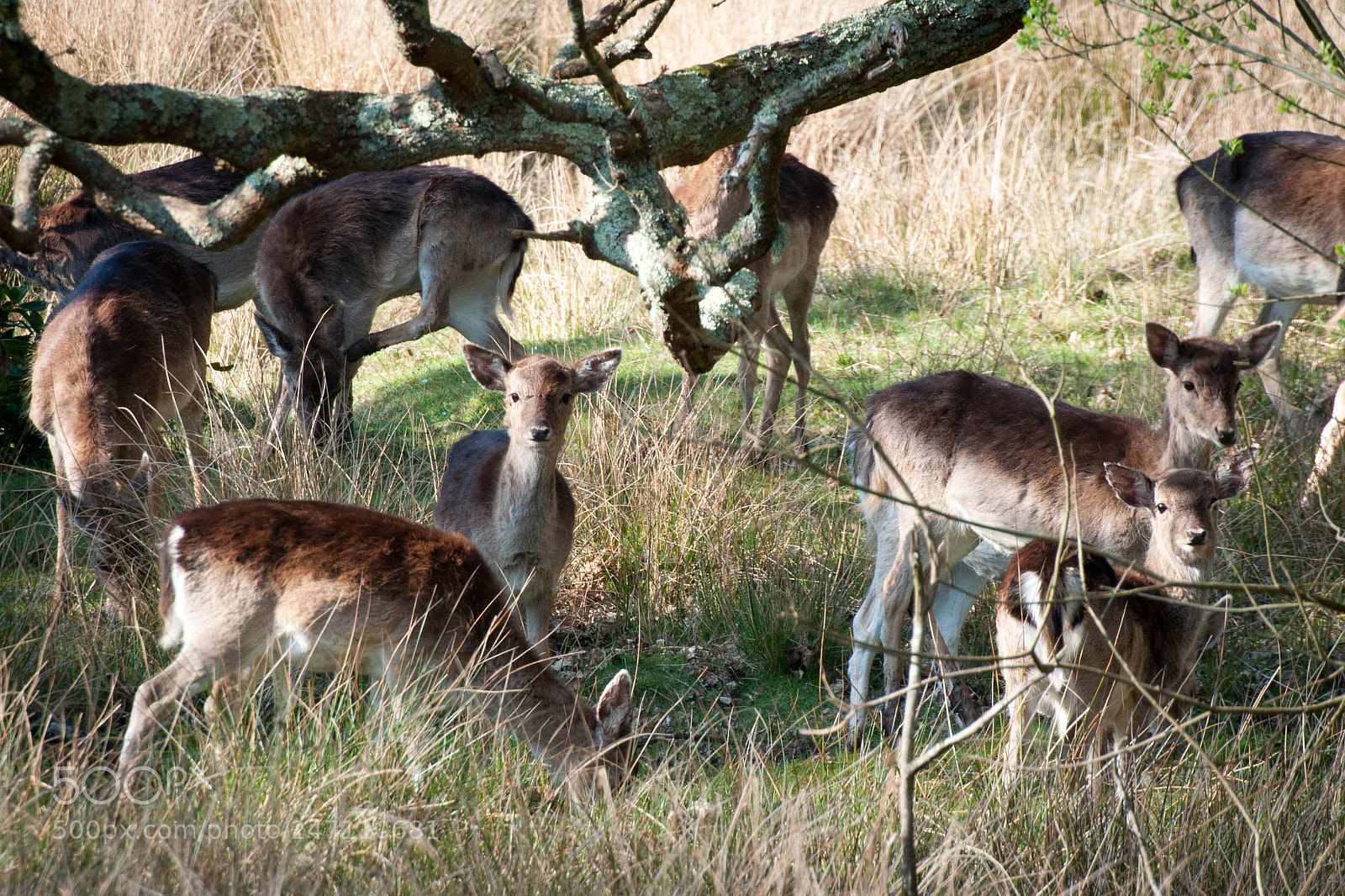 Nikon D90 sample photo. New forest #5 photography