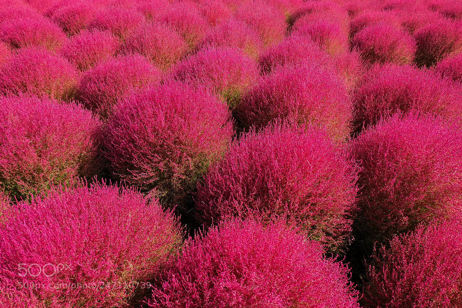 Fujifilm X-A2 sample photo. Beautiful cosmos and kochia photography