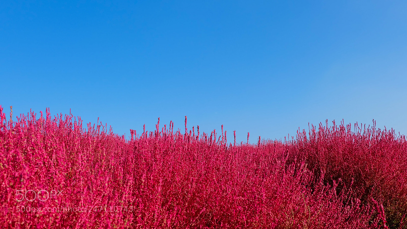 Fujifilm X-A2 sample photo. Beautiful cosmos and kochia photography