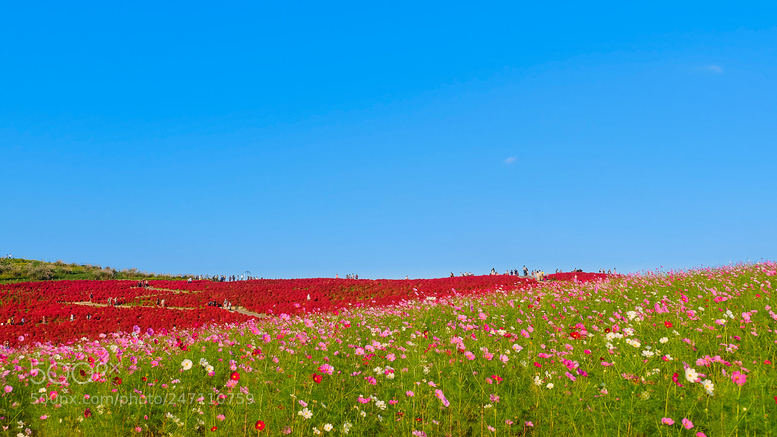 Fujifilm X-A2 sample photo. Beautiful cosmos and kochia photography