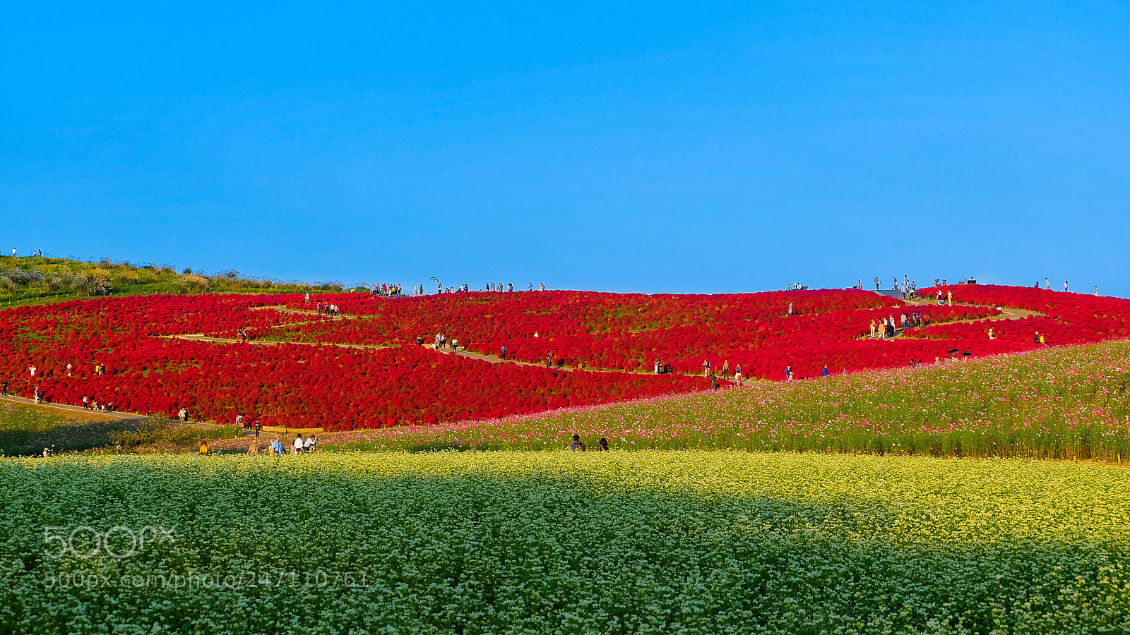 Fujifilm X-A2 sample photo. Beautiful cosmos and kochia photography