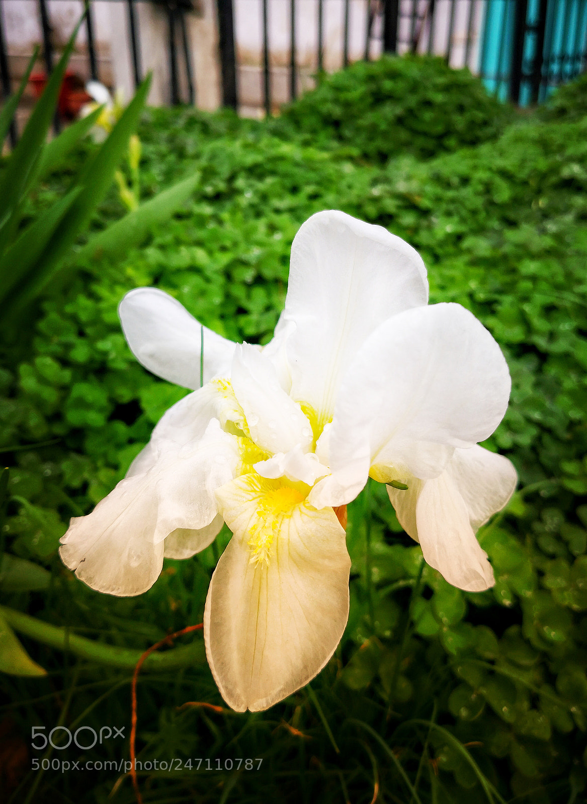 HUAWEI Mate 10 Pro sample photo. White iris in the photography