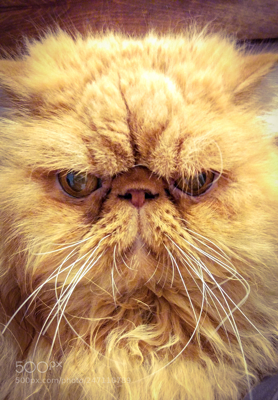 Xiaomi MI 5 sample photo. Mr cat photography