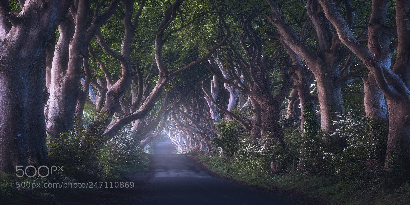 Nikon D810 sample photo. The dark hedges photography