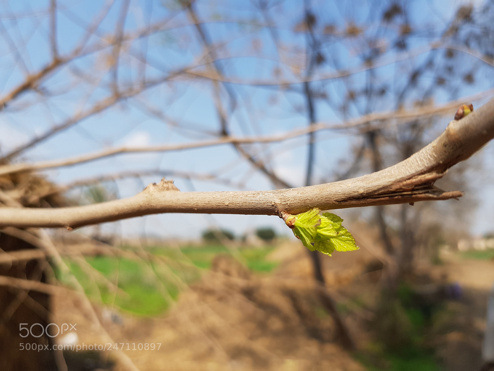 Samsung Galaxy S8 sample photo. Spring is coming photography