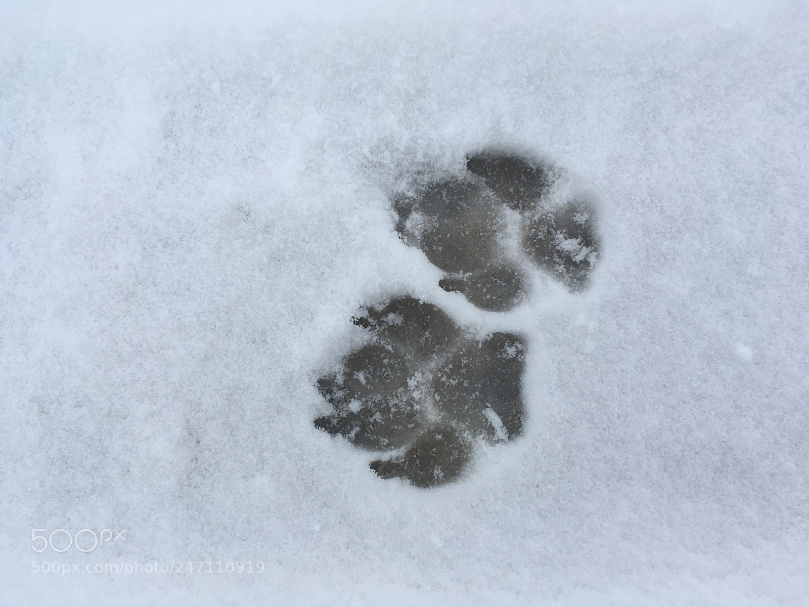 Apple iPhone SE sample photo. My dog‘s fingerprint photography