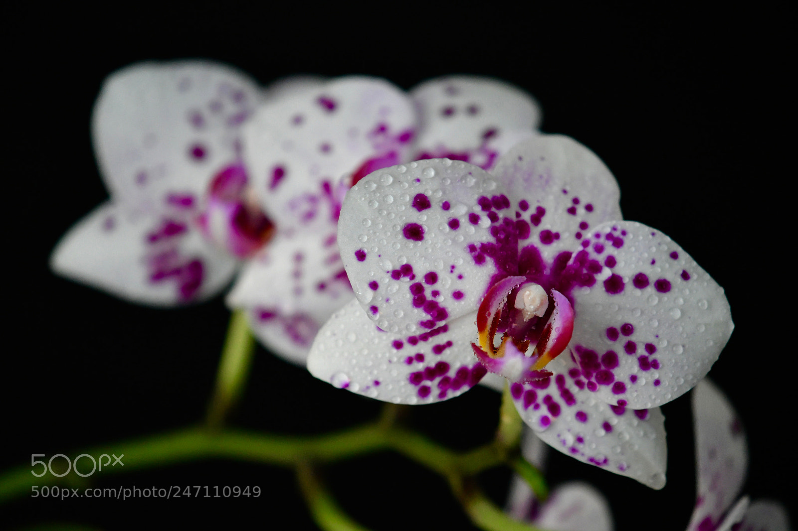 Nikon D500 sample photo. Untitled photography