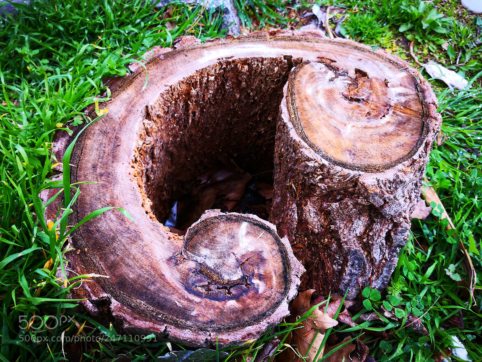 HUAWEI Mate 10 Pro sample photo. Tree trunk photography