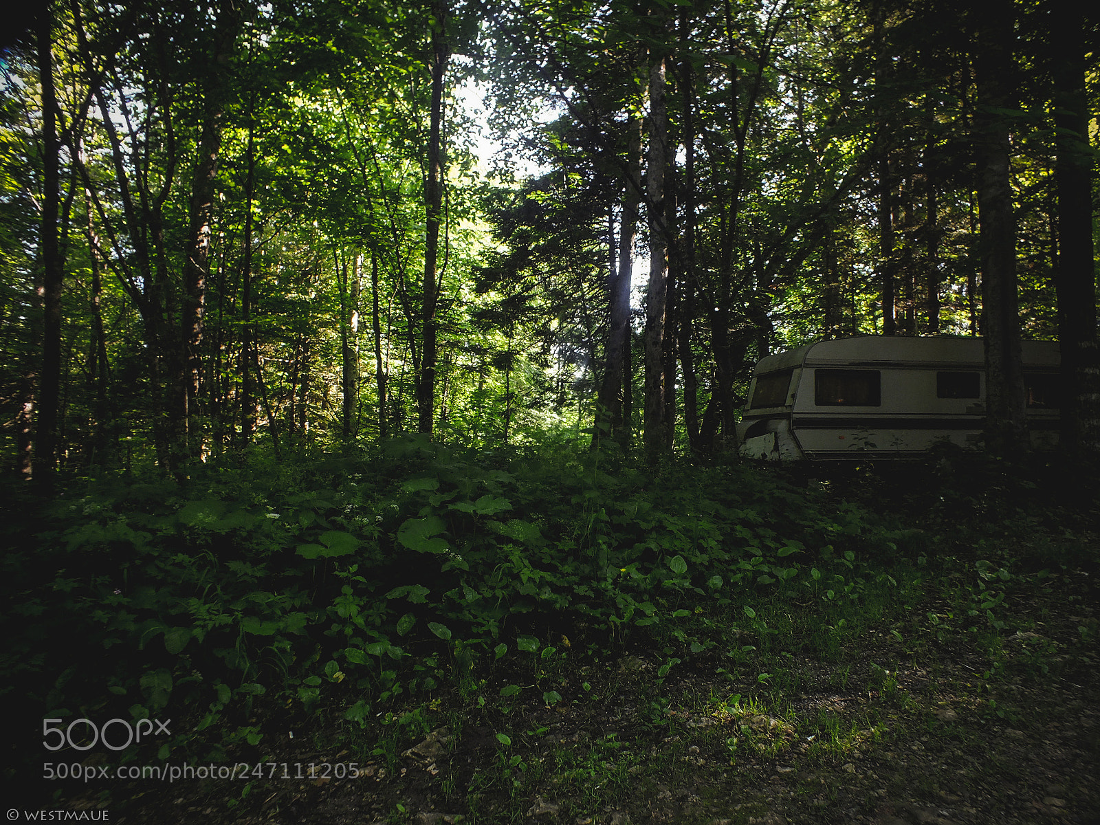 FujiFilm FinePix HS20 EXR (FinePix HS22 EXR) sample photo. In the forest photography