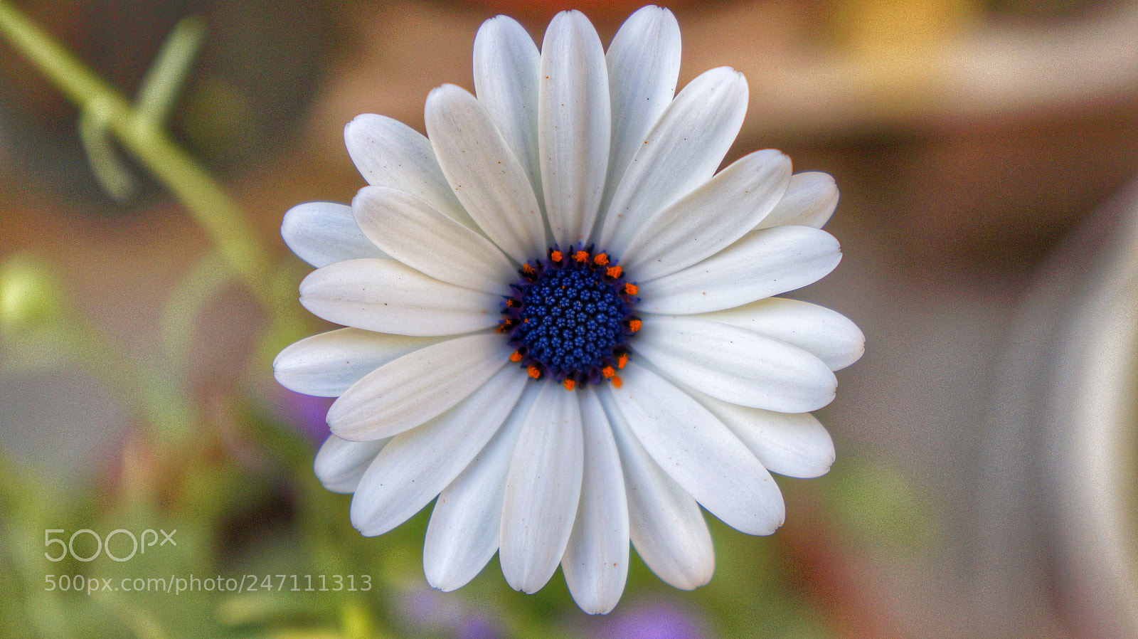 Sony Alpha a3000 sample photo. Untitled photography