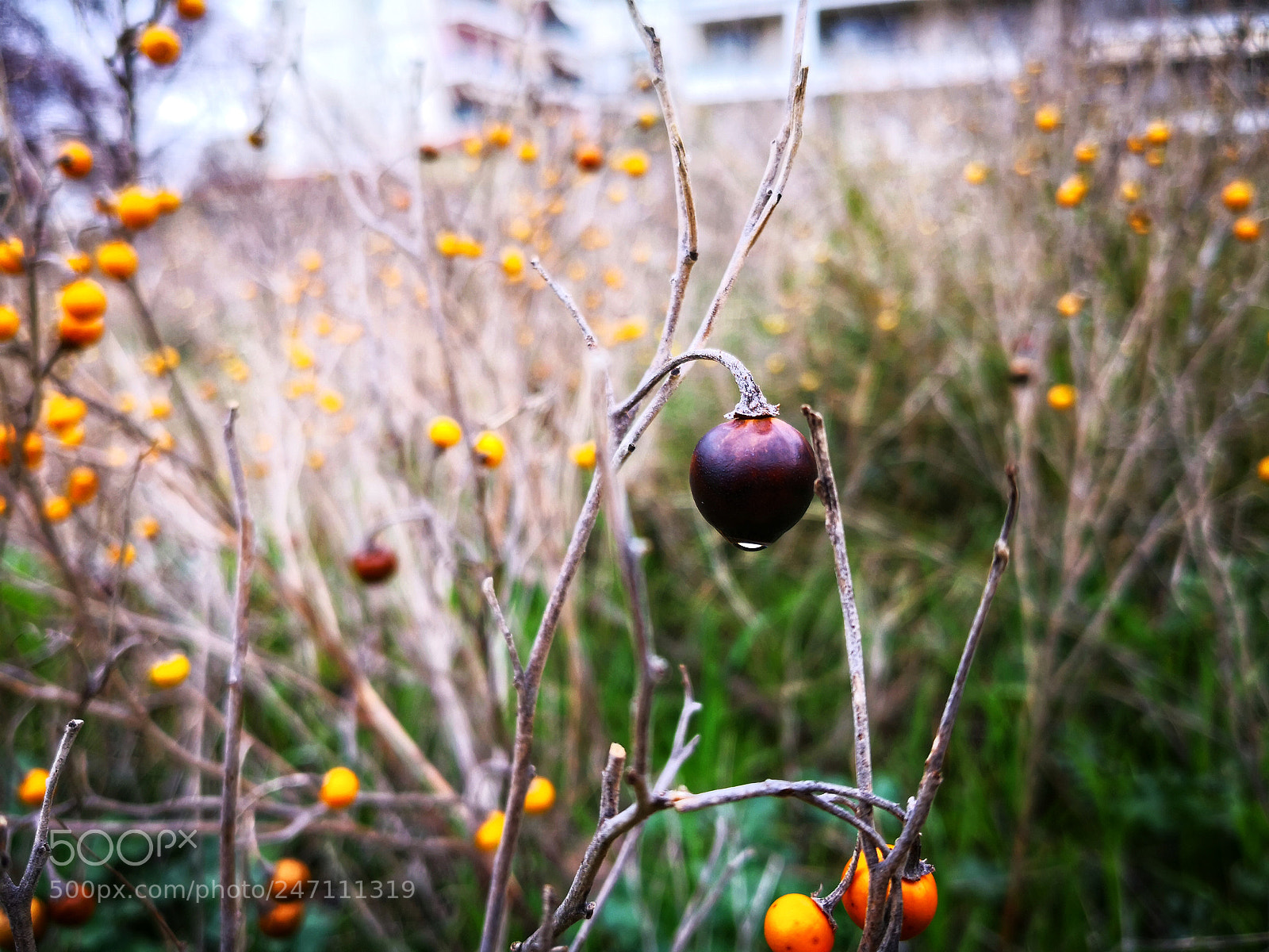 HUAWEI Mate 10 Pro sample photo. Wild blackberry with the photography