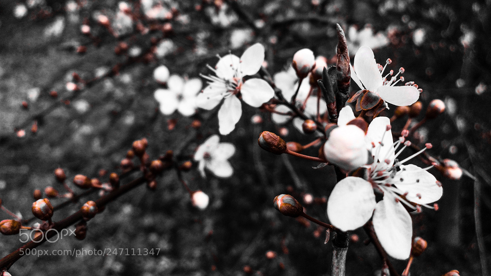 Apple iPhone 5s sample photo. Winter cherry blossom cropped photography