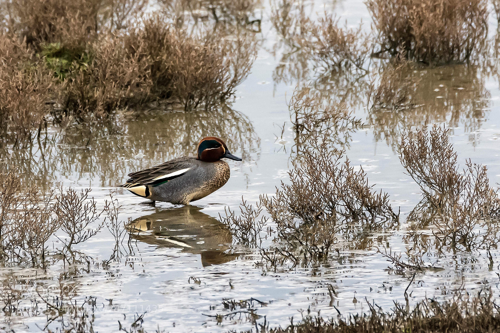 Nikon D7200 sample photo. Eurasian teal in le photography