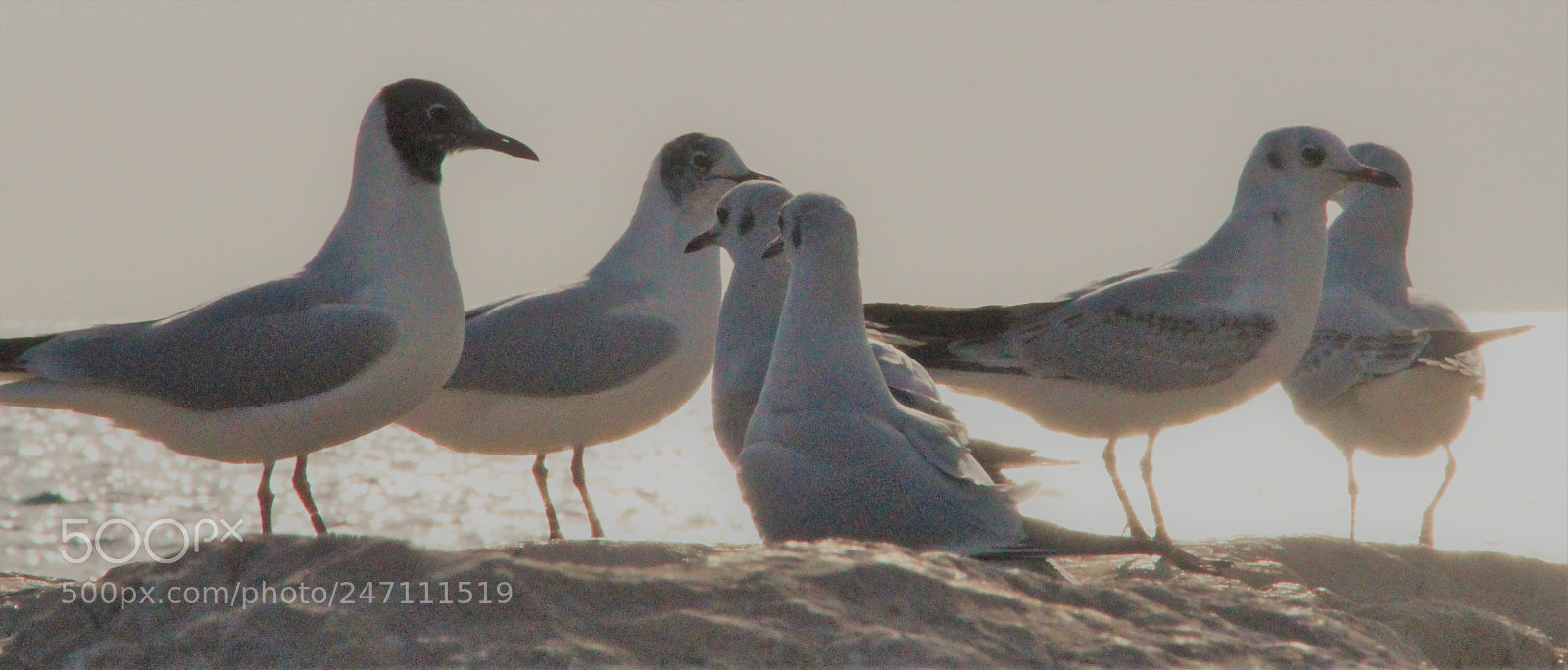 Canon EOS 700D (EOS Rebel T5i / EOS Kiss X7i) sample photo. Nous ne vieillirons pas photography
