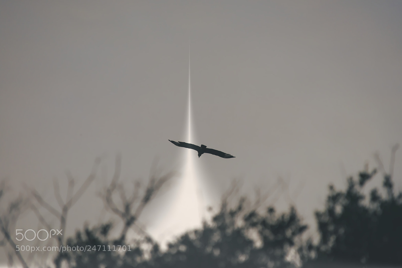 Nikon D7200 sample photo. Infinity flying photography