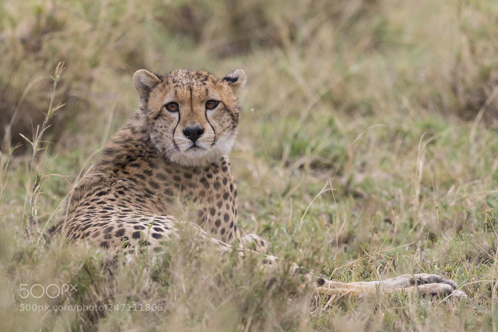 Canon EOS 7D Mark II sample photo. Chilling cheetah photography