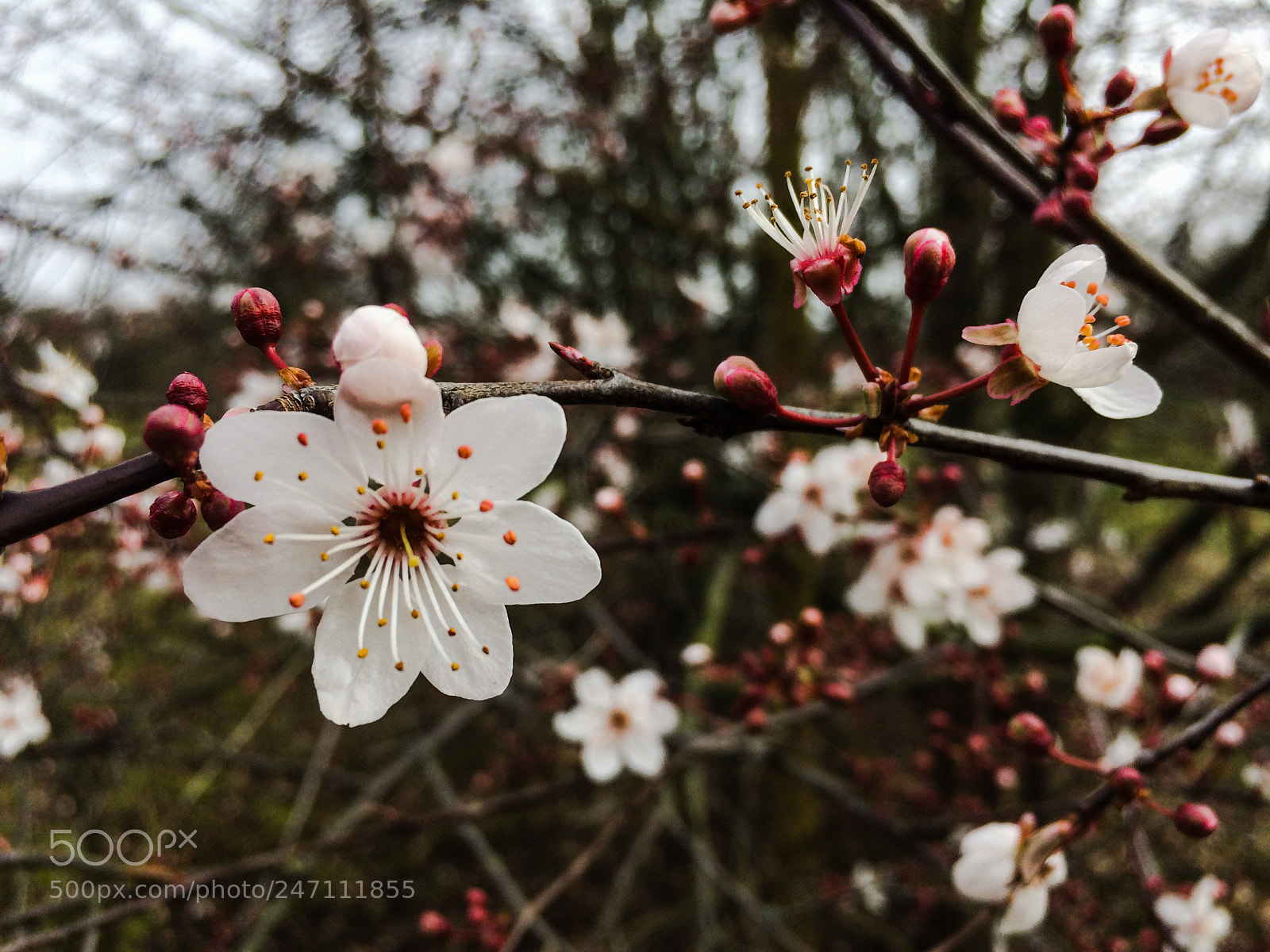 Apple iPhone 5s sample photo. Winter cherry blossom photography