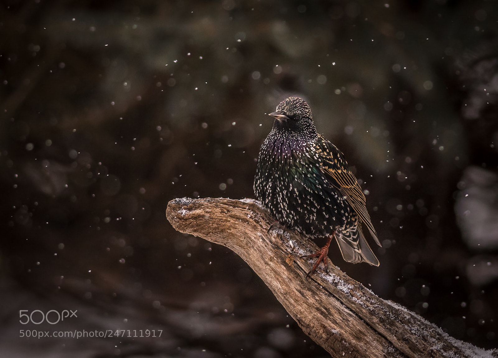 Nikon D500 sample photo. European starling in snowfall photography