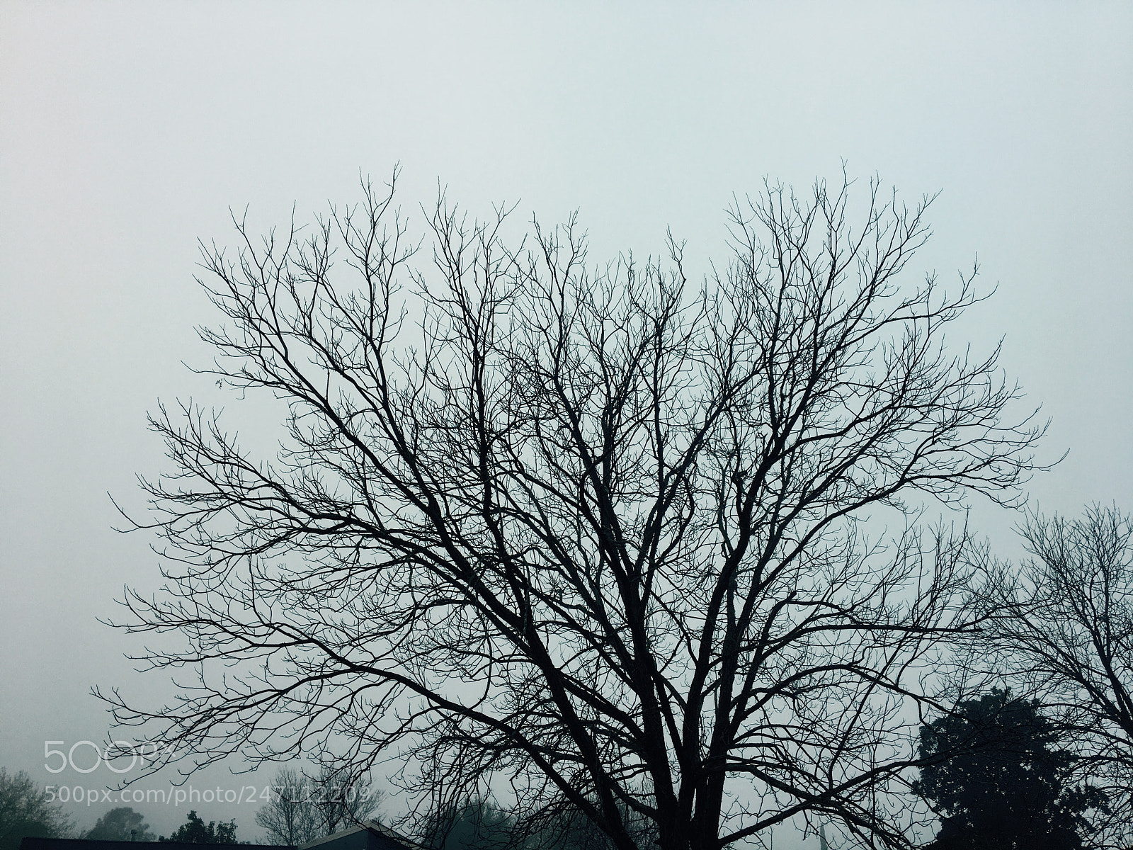 Apple iPhone 6s sample photo. Untitled photography