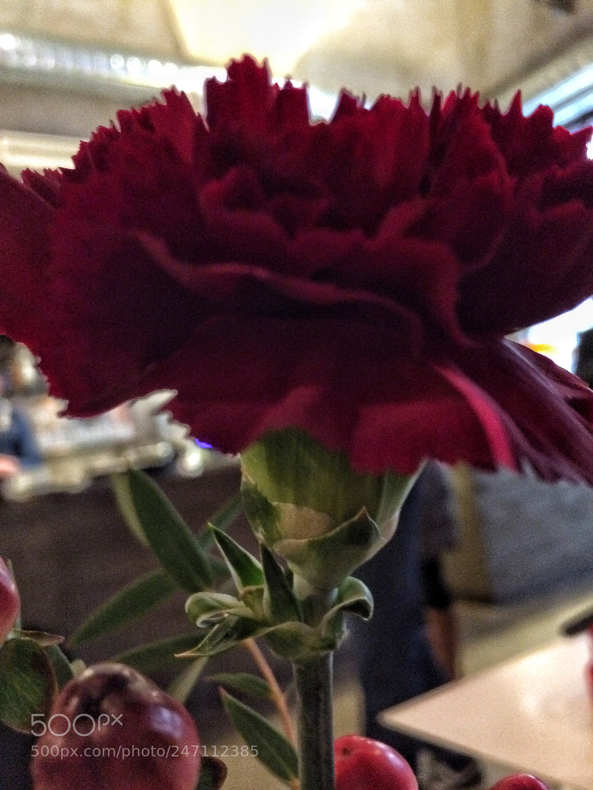 Apple iPhone 5s sample photo. Red carnation photography