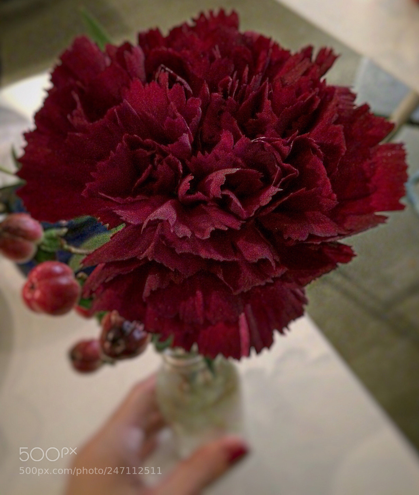 Apple iPhone 5s sample photo. Red carnation photography