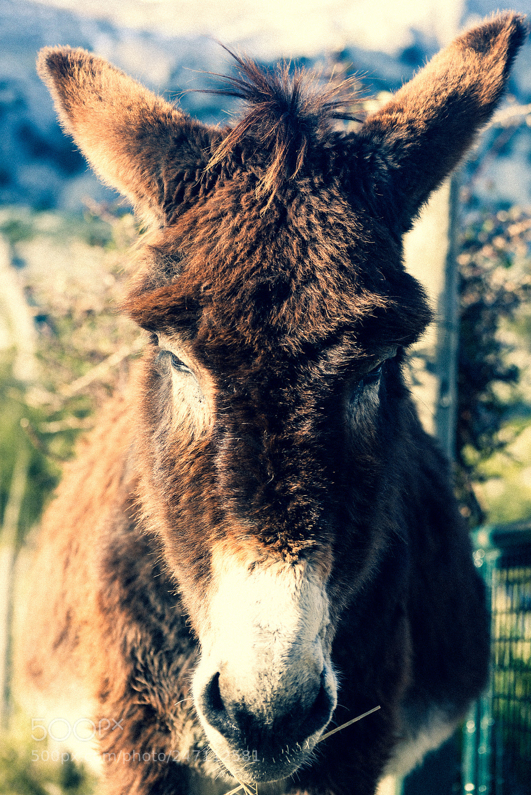 Nikon D600 sample photo. Donkey photography