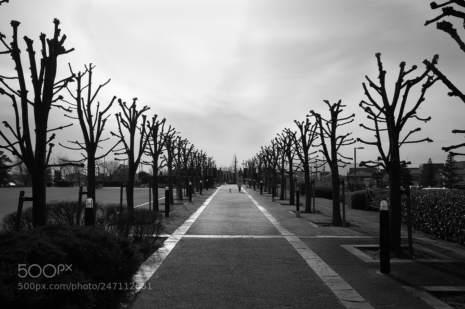 Ricoh GR II sample photo. Urban winter trees photography