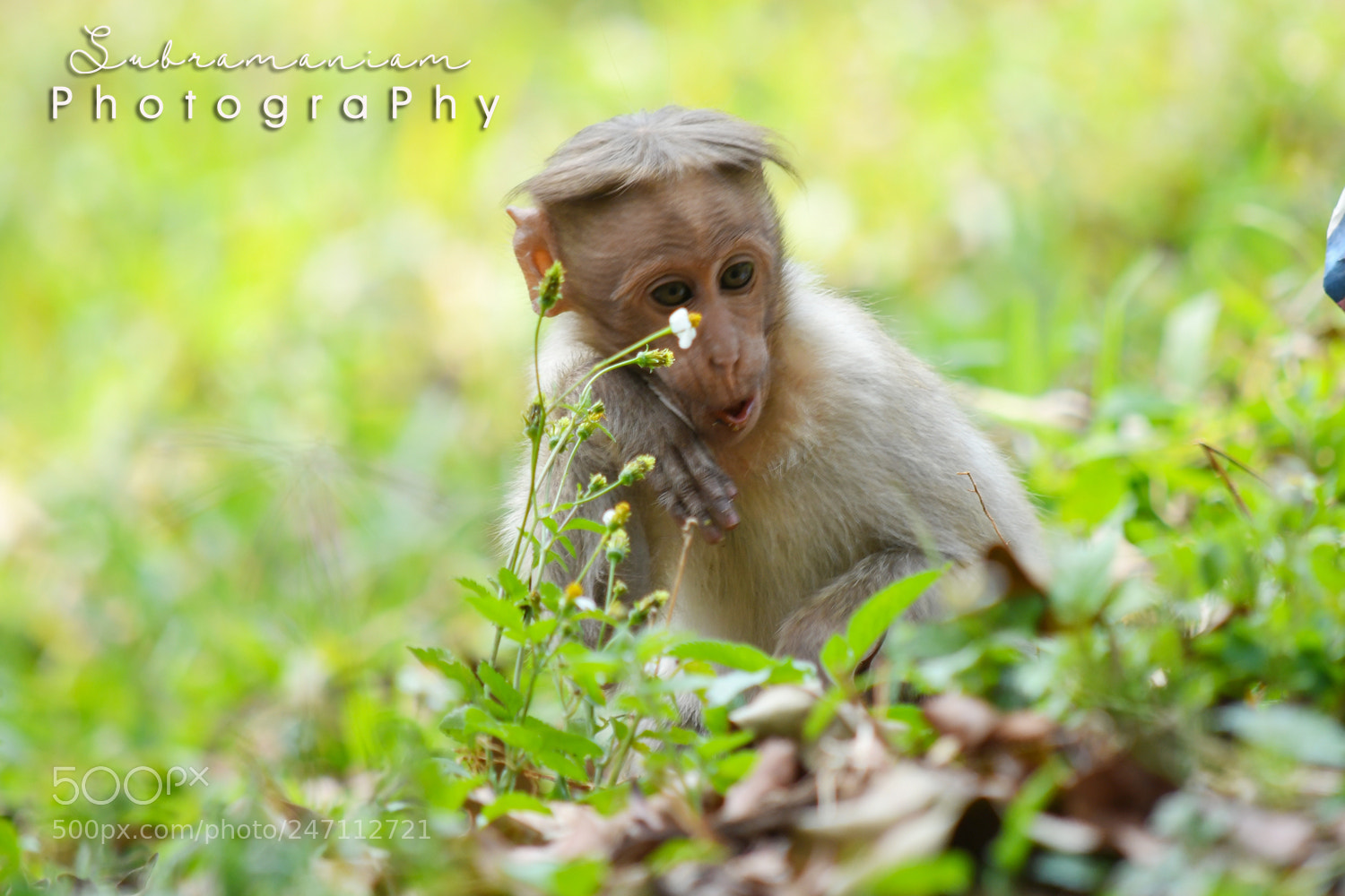 Nikon D850 sample photo. Copy photography