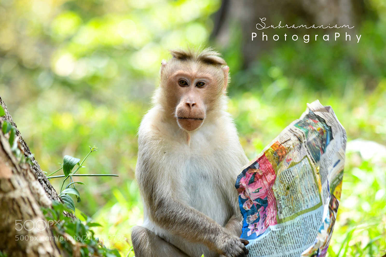 Nikon D850 sample photo. Copy photography