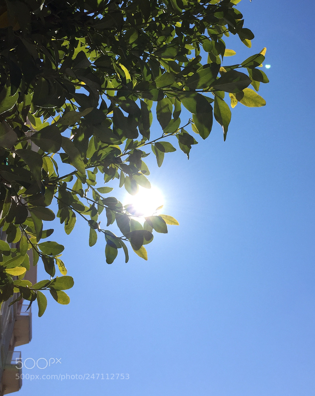 Apple iPhone 6 sample photo. Untitled photography