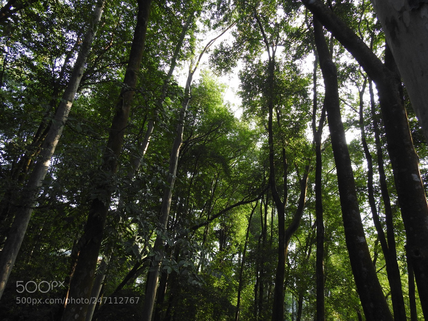 Nikon Coolpix P900 sample photo. Lonely forest photography