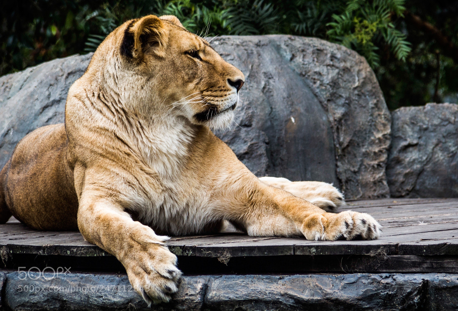 Canon EOS 650D (EOS Rebel T4i / EOS Kiss X6i) sample photo. Lion photography