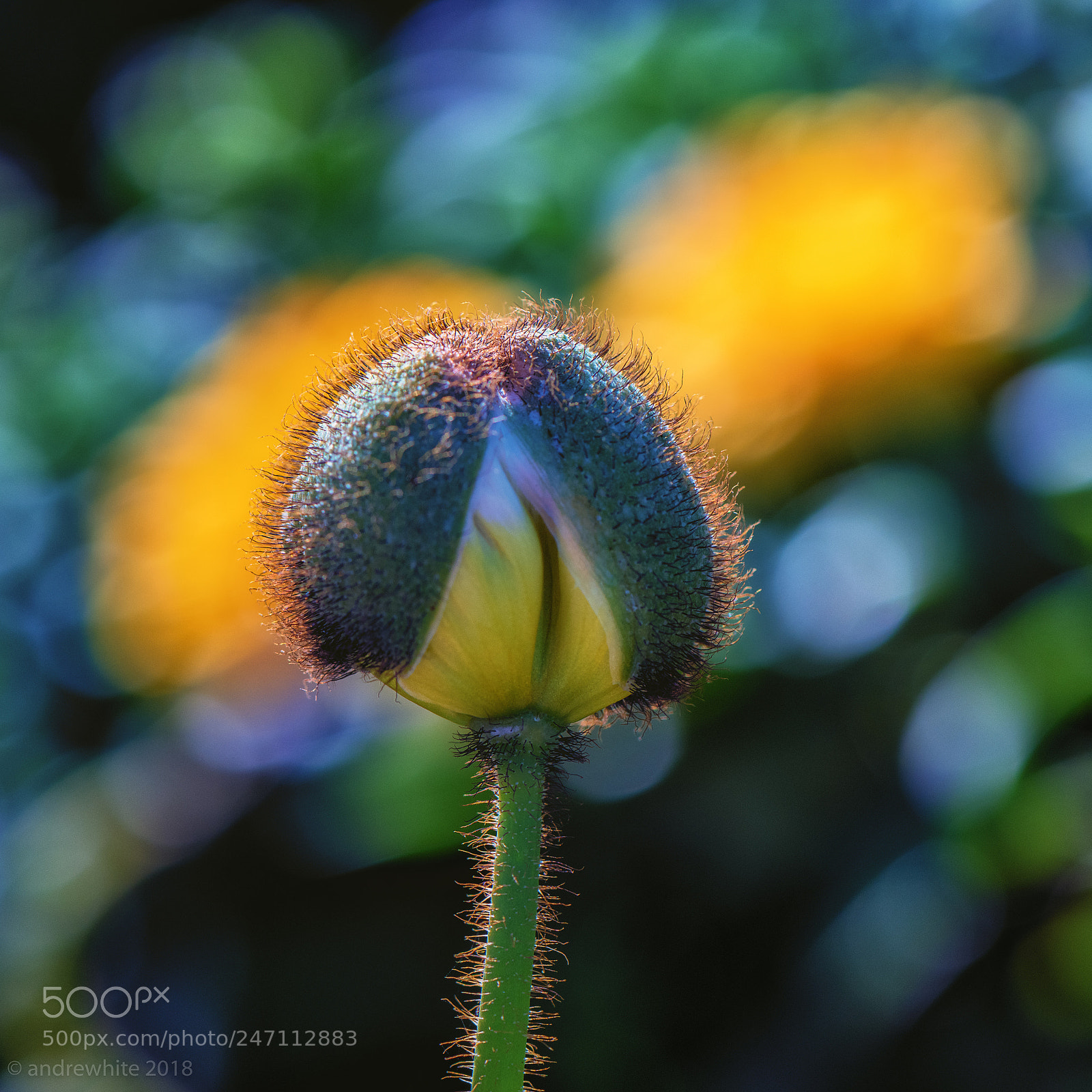 Nikon D850 sample photo. Poppy photography